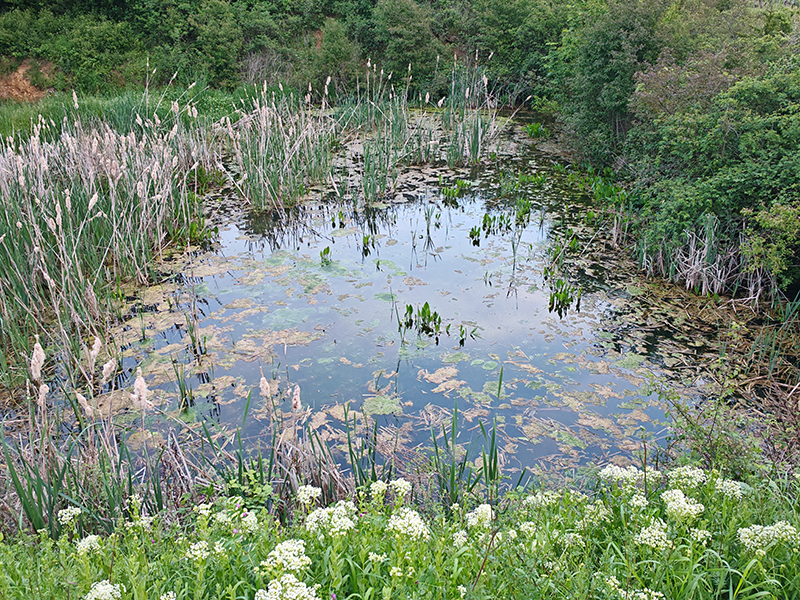 Detention Pond Restoration CT